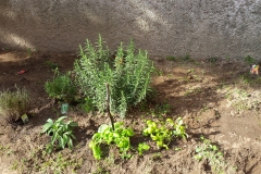 le nostre piante basilico, rosmarino e timo