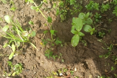 piccole piantine crescono
